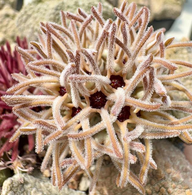 Pseudolithos cubiformis