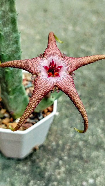 Stapelia schinzii x Flavopurpurea hybrid