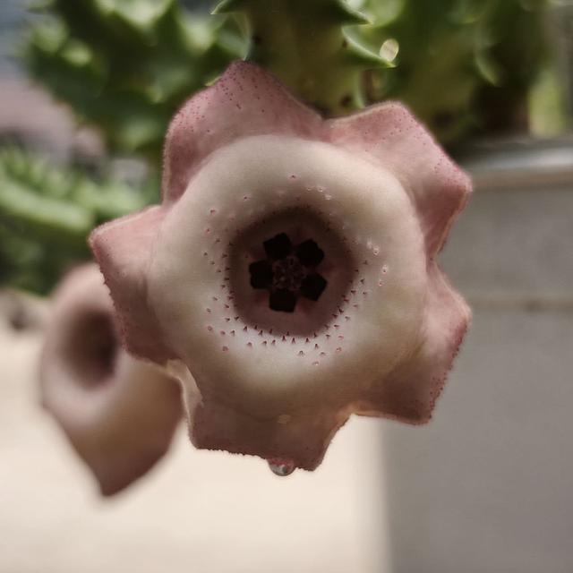 Huernia BDSMH24 WN hybrid