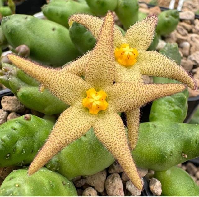Piaranthus pillansii