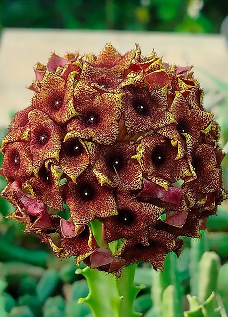 Boucerosia umbellata