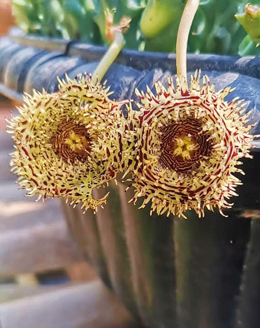 Huernia hystrix