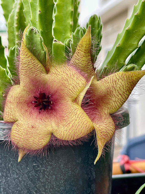 Stapelia unicornis