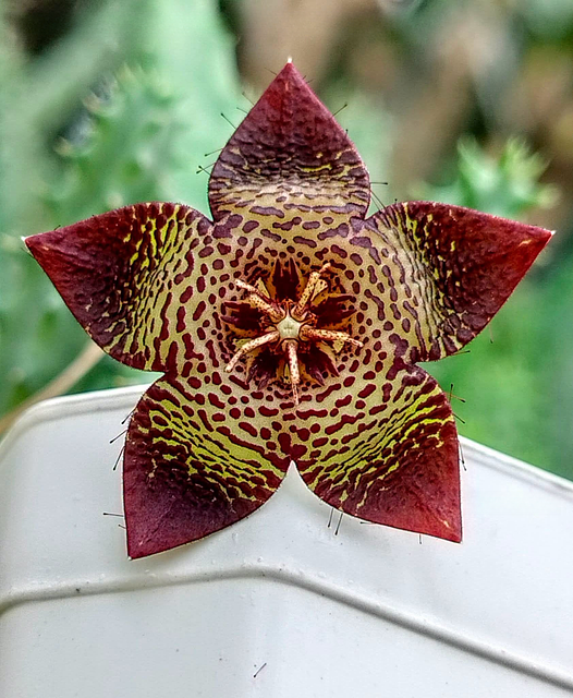 Tromotriche engleriana (Schltr.)