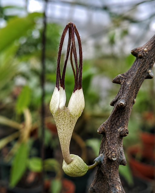Ceropegia bosseri