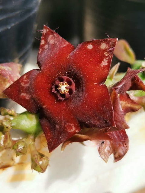 Boucerosia frerei hybrid