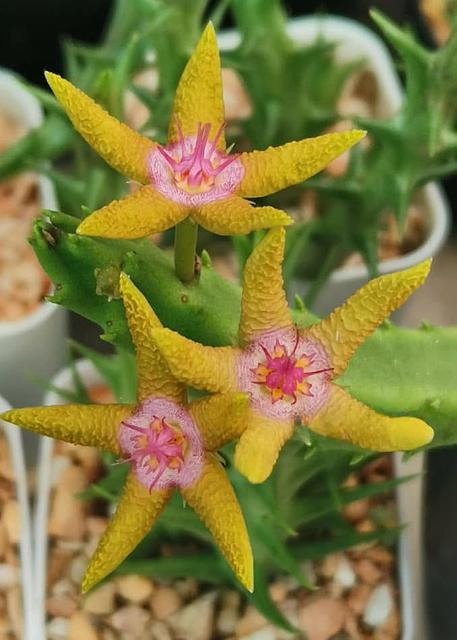 Stapelia flavopurpurea