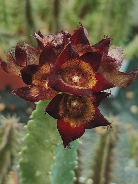 Monulluma speciosa hybrid