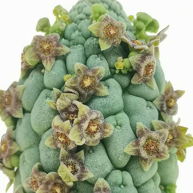 Larryleachia perlata cristata