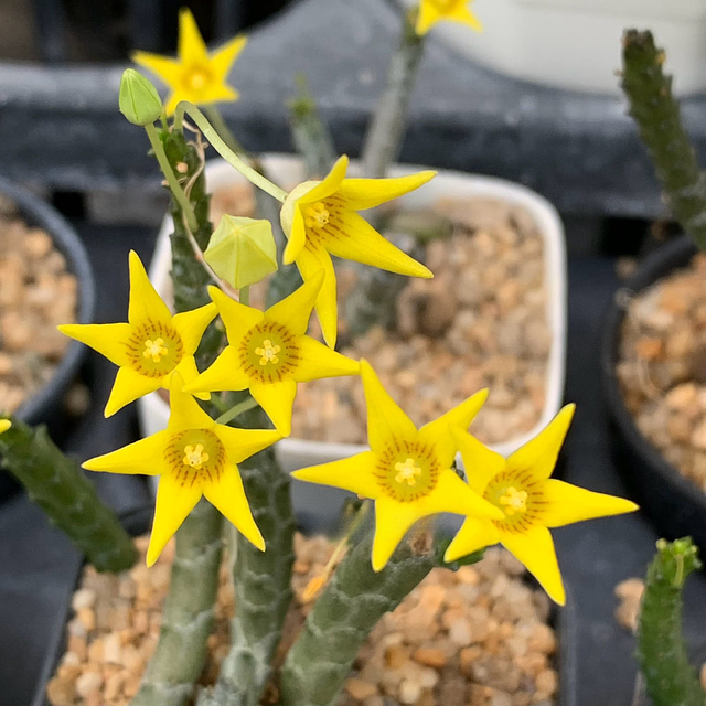 Socotrella dolichocnema