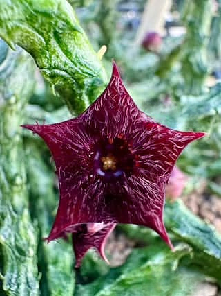 Stapelianthus hardyi