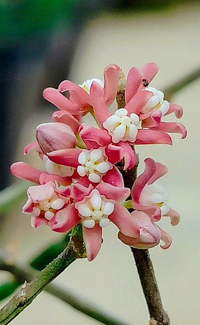 Cynanchum vanlessenii