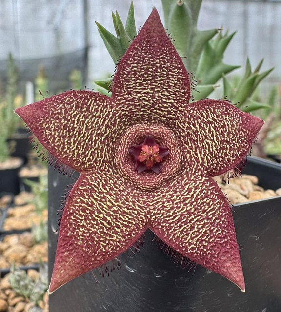 Orbea verrucosa x Cooperi hybrid