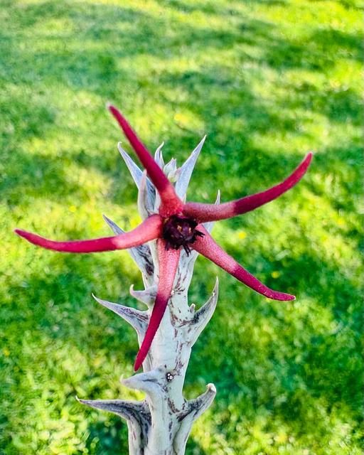 Orbea baldratti
