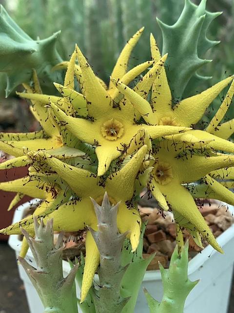 Orbea lutea