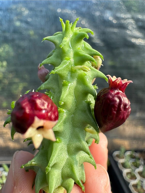 Echidnopsis ballyi