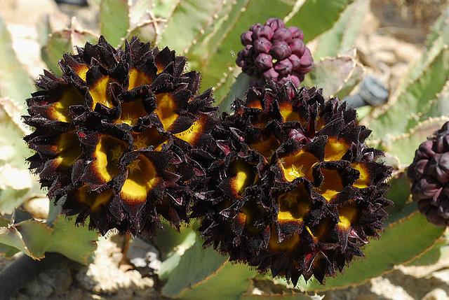 Caralluma speciosa