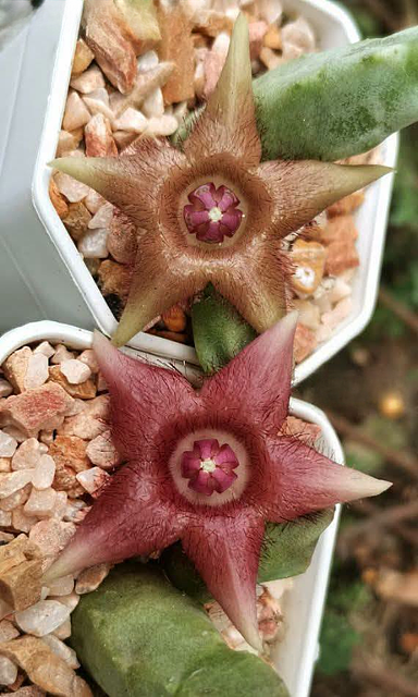 Duvaliandra dioscoridis
