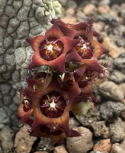 Pseudolithos dodsoniana hybrid