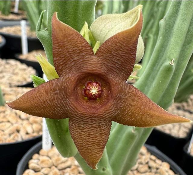 Stapelia kwebensis
