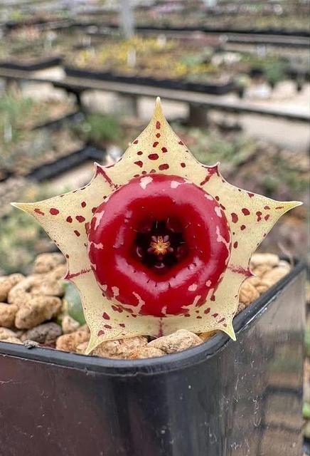 Huernia plowesii PVB5731