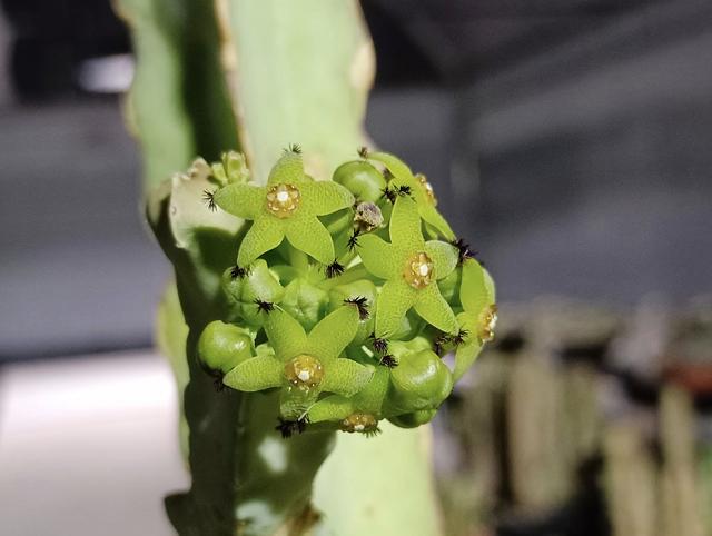 Caralluma penicillata