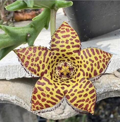 Orbea speciosa golden clone