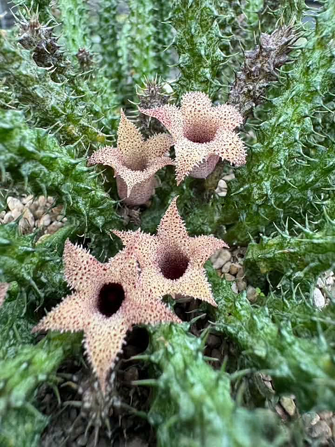 Stapelianthus decaryi