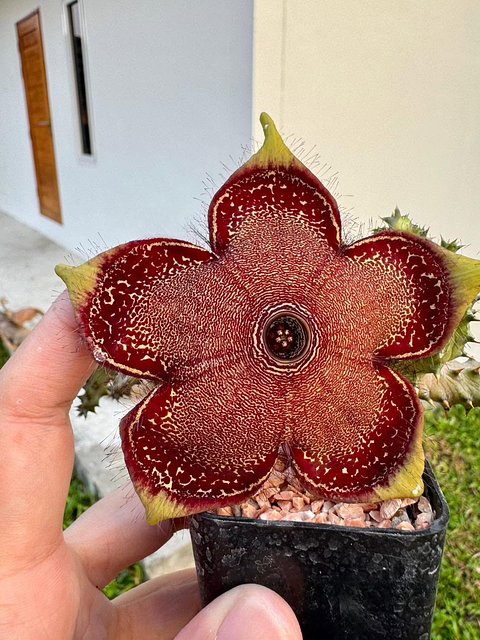 Edithcolea grandis no.4