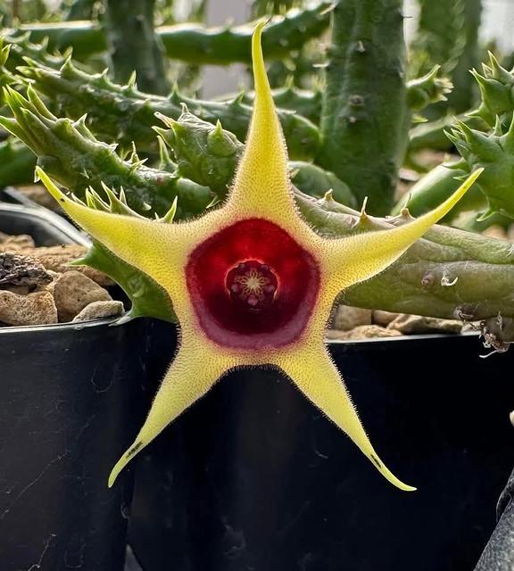 Huernia verekeri