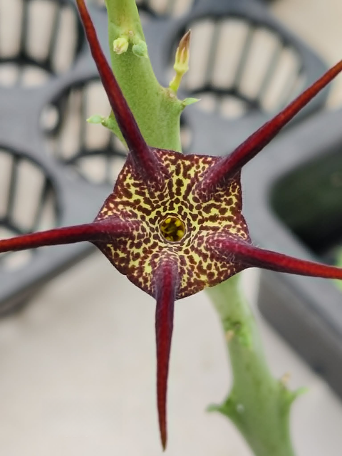 xMonollupegia Pranburi hybrid clone P