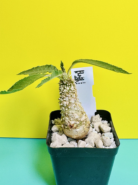 Dorstenia spec. Lavranos 23877
