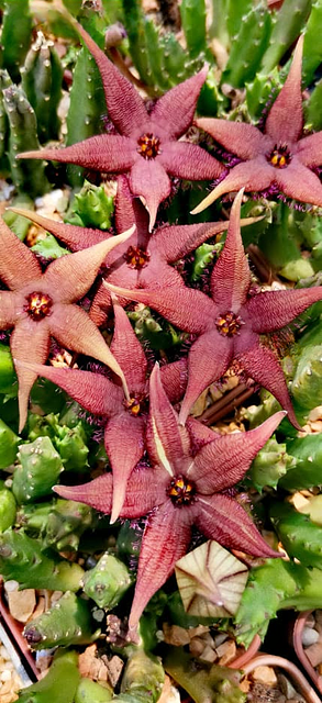 Stapelia schinzii