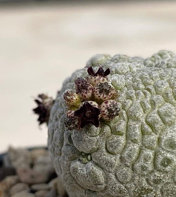 Pseudolithos harardheranus