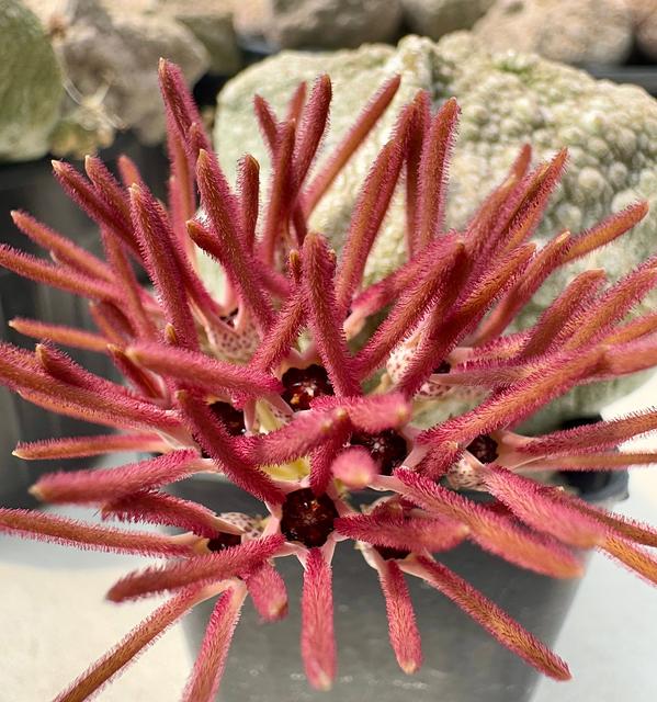 Pseudolithos cubiformis
