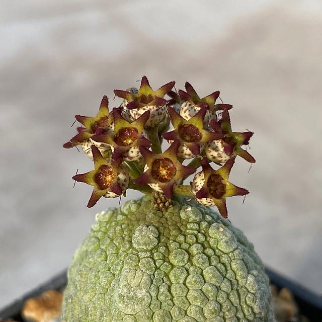 Pseudolithos miguirtinus x Pseudolithos caput-viperea