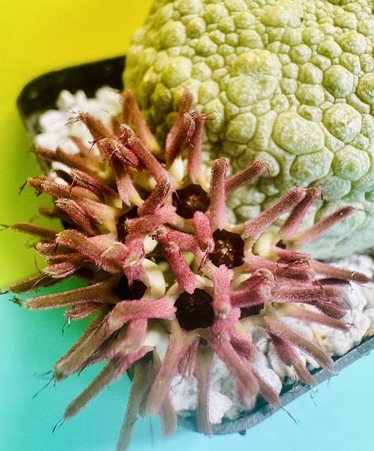 Pseudolithos cubiformis x P. migiurtinus