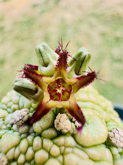 Pseudolithos migiurtinus x x Pseudolithos dodsonianus
